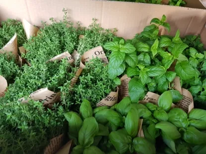 תבלין בעציץ 12 עטוף בת-קורנית ונענה